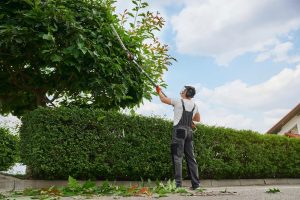 Tree Care Business